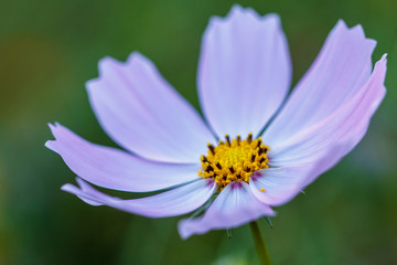 Obraz premium コスモス畑 秋イメージ