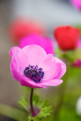 アネモネの花 春イメージ