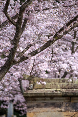 Obraz premium 桜の花 春イメージ