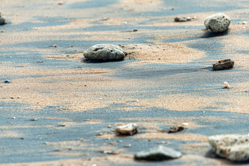 Scattered Coral , washed up on a sandy beach
