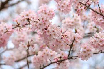 桜の花　春イメージ