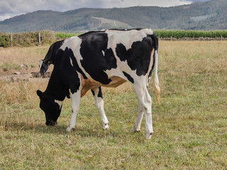 Cows grazing near the beach of the Cathedrals in Galicia. Spain