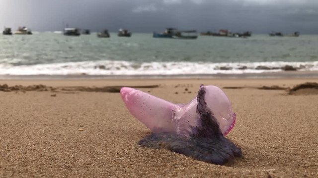 Portuguese man o' war jellyfish laying on sand with sea and boats on background Brazil