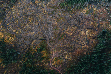 Representative image for Romania because of illegal logging. Romania has the most pristine forests from Europe that are in danger.