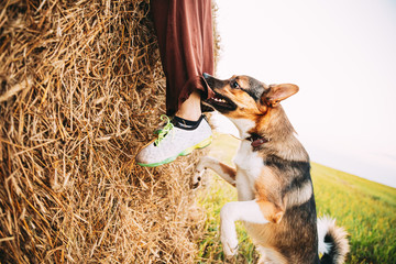 Angry Aggressive Mixed Breed Dog Dog Bites A Leg Of A Man Running Across Field