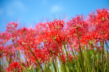 彼岸花　秋イメージ
