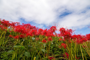 彼岸花　秋イメージ