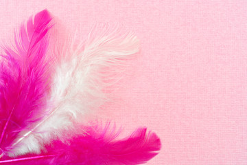 White and pink bird feathers on an abstract pink background. Holiday valentine's day greeting card.