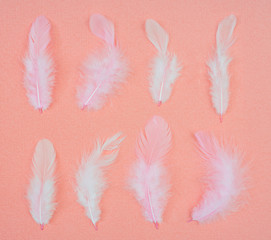 White bird feathers on an abstract pink background. Holiday valentine's day greeting card.