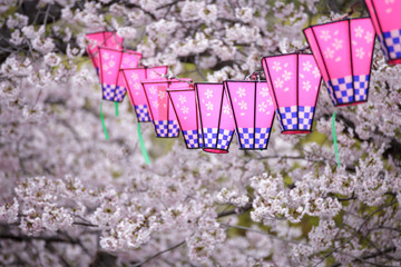 桜とランタン　春イメージ