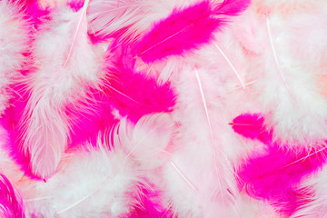 White and pink bird feathers. Holiday valentine's day greeting card.