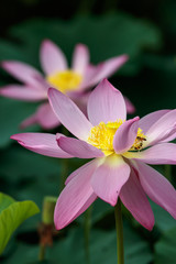 蓮の花　初夏イメージ