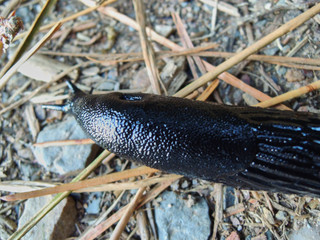 A slug on the route to the Oneta waterfalls in Asturias. Spain