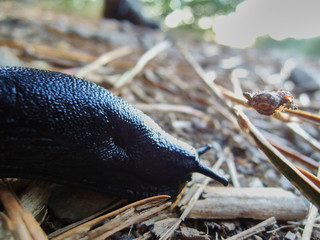 A slug on the route to the Oneta waterfalls in Asturias. Spain