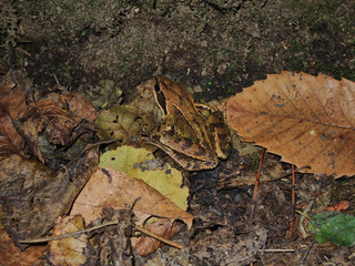 A toad in the waterfalls of Oneta. Asturias. Spain