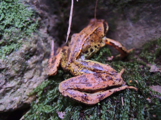 A toad in the waterfalls of Oneta. Asturias. Spain