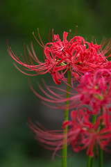 彼岸花　秋イメージ