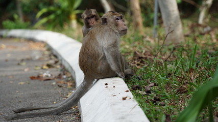 Kleine Affen spielen auf der Strasse