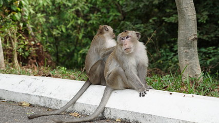 Kleine Affen spielen auf der Strasse