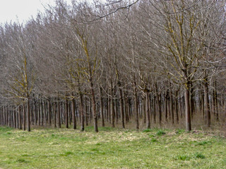 Kahle Bäume in einem Wald. Winter 2016