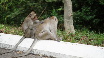 Kleine Affen spielen auf der Strasse
