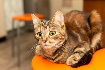 Emotional and expressive look of kitten on a stool at home kitchen