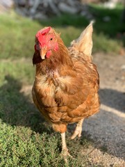 chicken on the farm