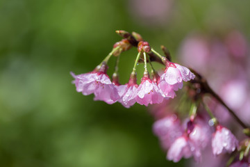 桜の花　春イメージ