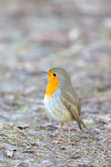 European robin (Erithacus rubecula) in the nature protection area Moenchbruch near Frankfurt, Germany.