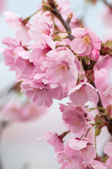 桜の花　春イメージ