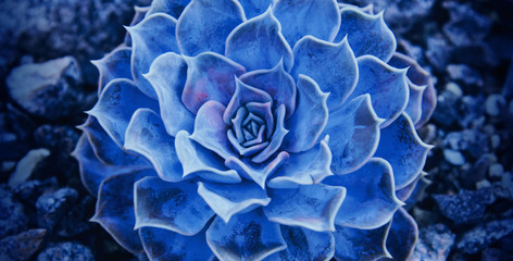 Small succulent in a flowerpot. Trendy color 2020.