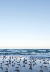 beautiful seagulls flying by the sea