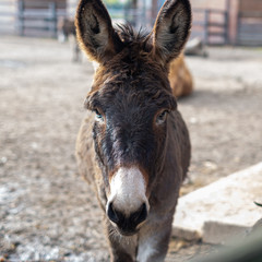 Fototapeta premium Close up of a donkey inside a farm