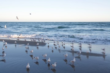 beautiful seagulls flying by the sea