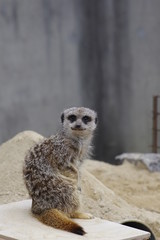 ミーアキャット