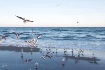 beautiful seagulls flying by the sea