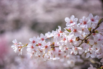 Obraz na płótnie Canvas 桜の花　春イメージ