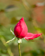 Beautiful Red Rose Flower Blooming Bud in the Garden