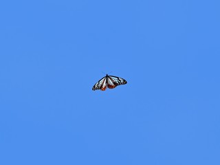 青空バックに優雅に舞うアサギマダラ