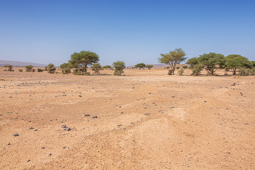 Desert plane near Tazzarine with sparse shrubs and trees on road 12 between Zagora and Erfoud
