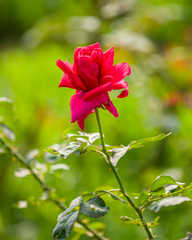 Obraz premium Beautiful Red Rose Flower Blooming in the Garden