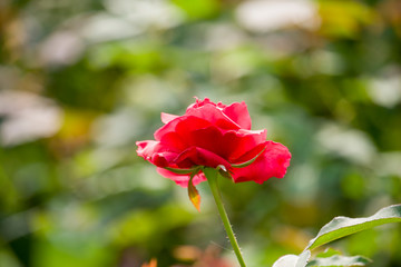 Beautiful Red Rose Flower Blooming in the Garden