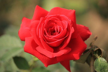Beautiful Red Rose Flower Blooming in the Garden