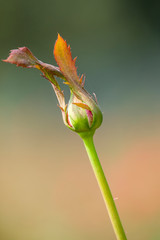 Beautiful Red Rose Flower Bud in the Garden