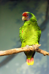 The red-tailed amazon (Amazona brasiliensis), also known as the red-tailed parrot sitting on the branch with green background.