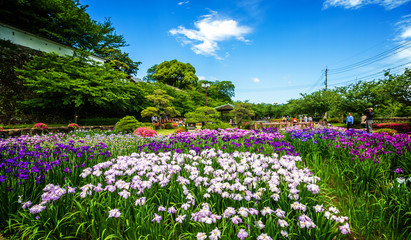 花菖蒲　初夏イメージ