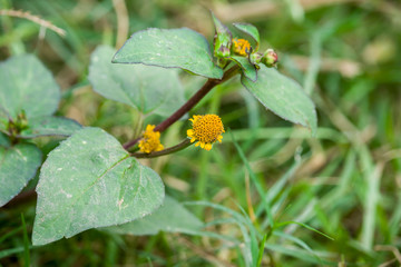 Beautiful Small Wildflower in Bloom