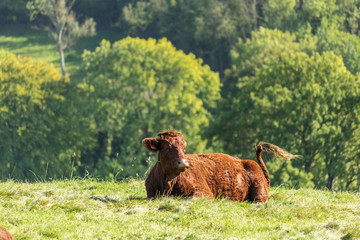  Vache Salers à Humbert © olivierguerinphoto