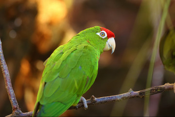 The Cordilleran parakeet (Psittacara frontatus) portrait in the afternoon light. South American parrot with red forehead sitting on a branch.