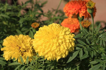 Blooming Yellow Marigold Flower in the Garden